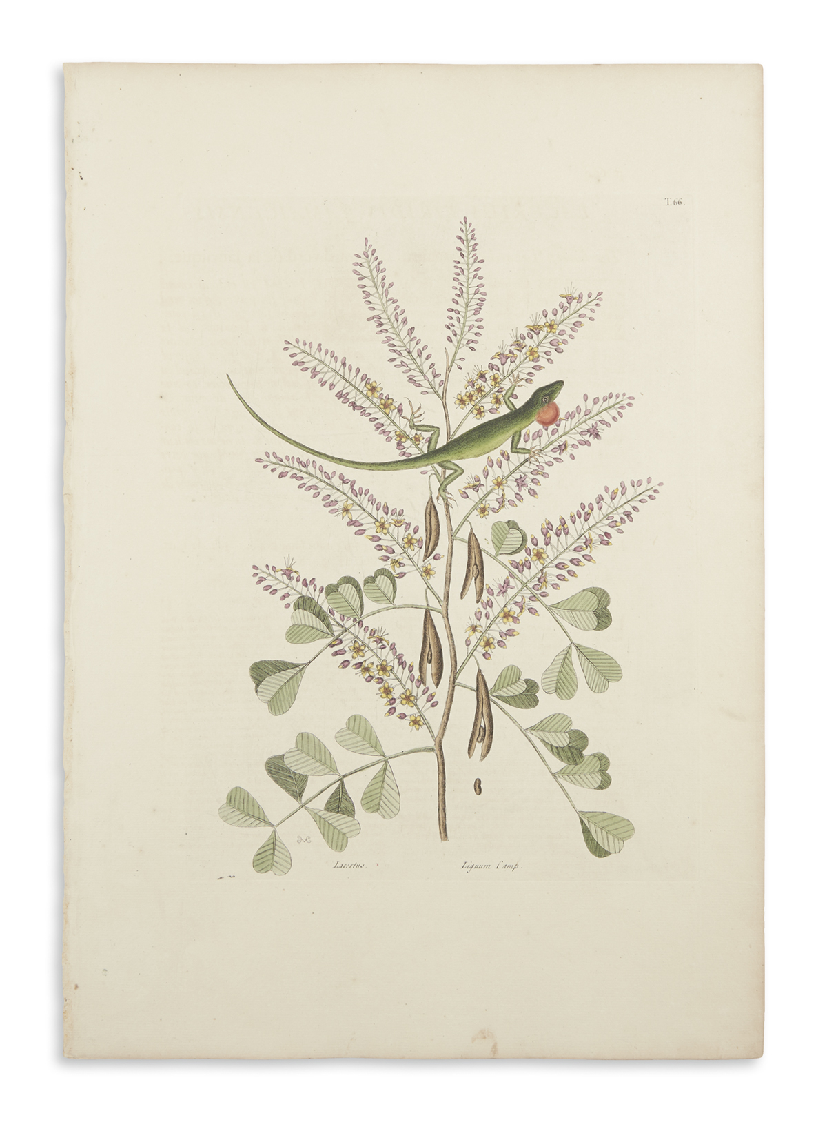 CATESBY, MARK. Fifty-two hand-colored engraved plates,